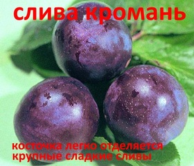 СЛИВА КРОМАНЬ