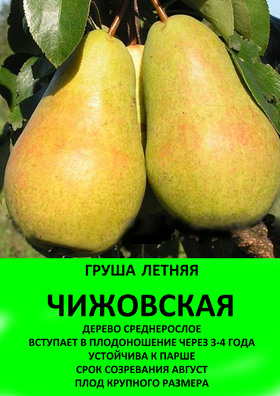 ГРУША ЧИЖОВСКАЯ