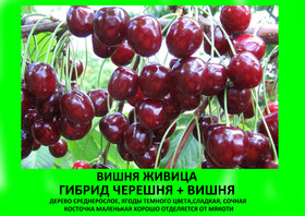 ВИШНЯ ЖИВИЦА