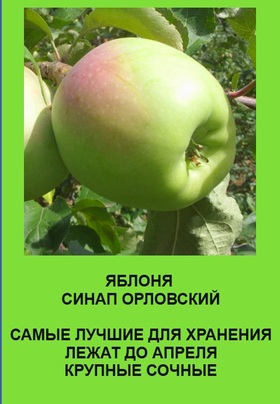 ЯБЛОНЯ СИНАП ОРЛОВСКИЙ