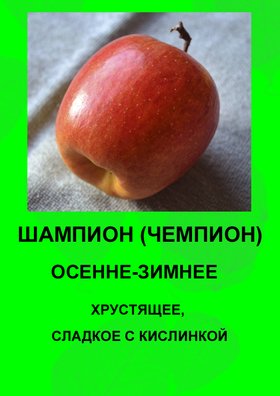 ЯБЛОНЯ ШАМПИОН