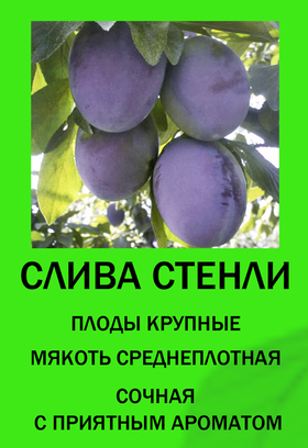 СЛИВА СТЕНЛИ
