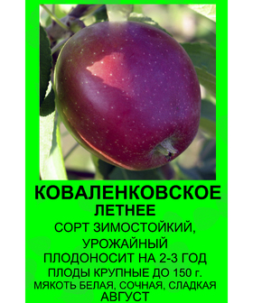 ЯБЛОНЯ КОВАЛЕНКОВСКОЕ