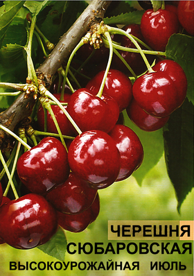 ЧЕРЕШНЯ СЮБАРОВСКАЯ