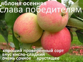 ЯБЛОНЯ СЛАВА ПОБЕДИТЕЛЯМ
