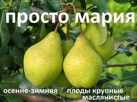 ГРУША ПРОСТО МАРИЯ