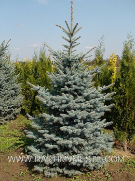 Ель колючая Голубая