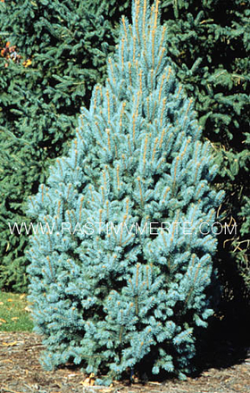Ель колючая Исели Фастигиата (Picea pungens &lsquo;Iseli Fastigiata&rsquo;), С5, выс. 50-80 см