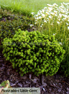 Ель обыкновенная Литл Джем  (Picea abies  Little Gem)