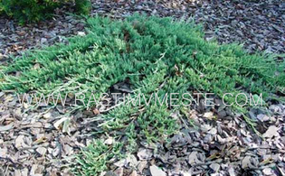 Можжевельник горизонтальный  Вилтони  (Juniperus  horizontalis  Wiltonii), С3, диам 30-45см