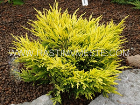 Можжевельник горизонтальный Лаймглоу  (Juniperus  Horizontalis  &lsquo;Limeglow&rsquo;), С3, диам:10-15см