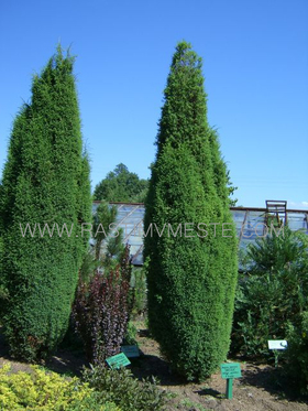Можжевельник обыкновенный  Суецика  (Juniperus  communis  &lsquo;Suecica&rsquo;)