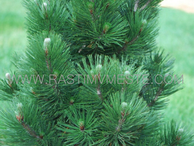Сосна  белокорая  Сателит   (Pinus  heldreichii  &lsquo;Satellit&rsquo;)