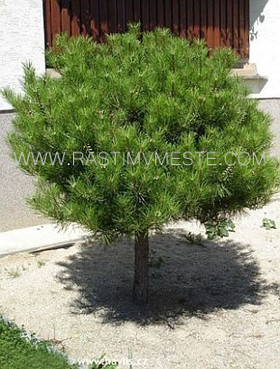 Сосна  густоцветная  Умбракулифера   (Pinus  densiflora  &lsquo;Umbraculifera&rsquo;)
