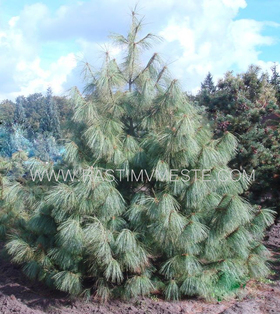 Сосна Гриффита Величината  (Pinus griffithii  &lsquo;Wallichiana&rsquo;)