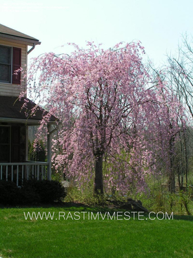 Вишня Плакучая (Prunus pendula)