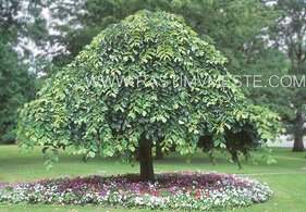 Вяз Компердовний (Ulmus &lsquo;Camperdownii&rsquo;)