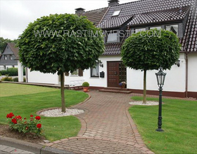 Клен остролистный Глобосум  (Acer platanoides &lsquo;Globosum&rsquo;), С20, выс:210-240 см