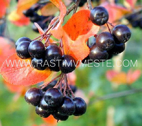 Арония, черноплодная рябина (Aronia melanocarpa)