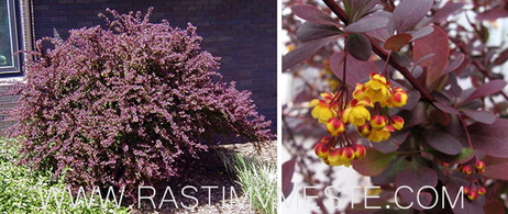 Барбарис Оттавский Суперба (Berberis  ottawensis Superba) С3 выс 50-70 см