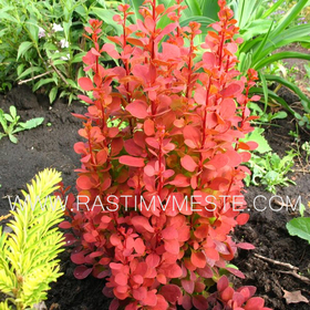 Барбарис Тунберга  Ред Рокет	(Berberis thunbergii Red Rocket)