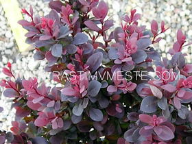 Барбарис Тунберга  Атропурпуреа (Berberis thunbergii Atropurpurea) С5 выс 50-60 см