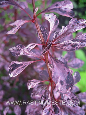 Барбарис Тунберга  Роуз Глоу (Berberis  thunbergii Rose Glow)
