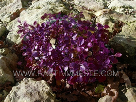 Барбарис Тунберга Багатель (Berberis thunbergii &lsquo;Bagatelle&rsquo;)