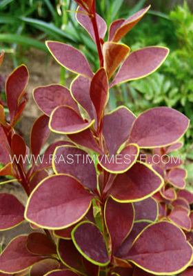 Барбарис Тунберга Голден Ринг (Berberis thunbergii &lsquo;Golden Ring&rsquo;)