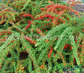 Барбарис Тунберга Грин Карпет (Berberis thunbergii &lsquo;Green Carpet&rsquo;)