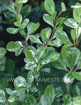 Барбарис Тунберга Корник (Berberis thunbergii Kornik)