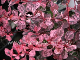 Барбарис Тунберга Красная Леди (Berberis thunbergii &lsquo;Pink Queen&rsquo;)