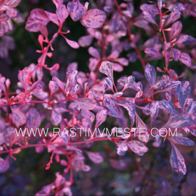 Барбарис Тунберга Харлеквин (Berberis  thunbergii 'Harlequin&rsquo;)