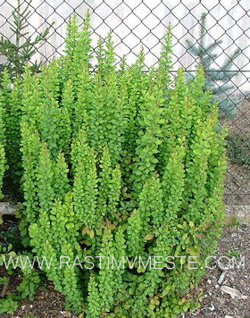 Барбарис Тунберга Эректа (Berberis  thunbergii 'Erecta&rsquo;), С3, выс: 30-50 см