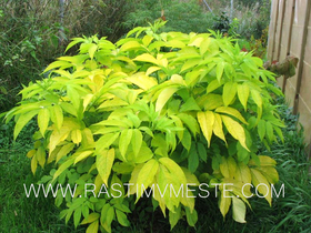 Бузина черная Ауреа (Sambucus nigra Aurea)