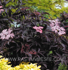 Бузина  черная Герда (Sambucus nigra &lsquo;Gerda&rsquo;)