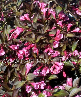 Вейгела цветущая Виктория (Weigela florida &lsquo;Victoria&rsquo;)