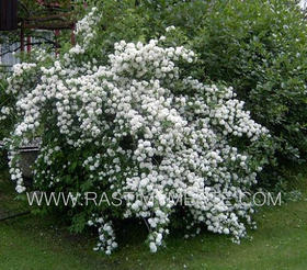Жасмин (Philadelphus)