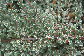 Кизильник горизонтальный Вариегата (Cotoneaster atropurpureus &lsquo;Variegatus&rsquo;)