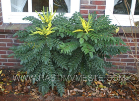Магония падуболистная Зимнее Солнце (Mahonia aquifolium &lsquo;Winter Sammer&rsquo;)