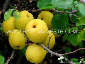Хеномелес японский или Айва японская (Chaenomeles japonica)