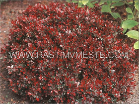 Барбарис Тунберга Атропурпуреа нана (Berberis thunbergii Atropurpurea Nana) С 7,5 выс 40 см
