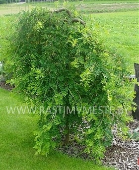 Крагана древовидная (Caragana arborescens &lsquo;Pendula&rsquo;)