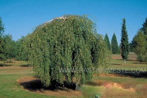 Береза бородавчатая Юнги (Betula pendula &lsquo;Youngii&rsquo;), С50, выс: 180-200 см