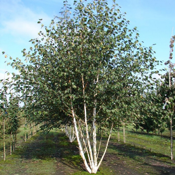 Береза полезная Доренбос (Betula utilis 'Doorenbos'), С60, выс: 300 см 