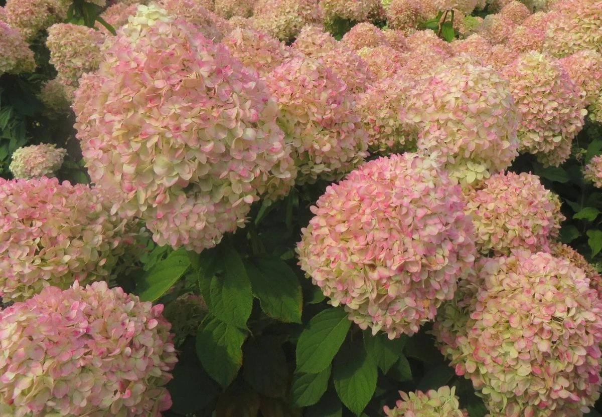Гортензия метельчатая Мэджикал Свит Саммер ("Magical Sweet Summer"), С7,5, выс: 100-120 см
