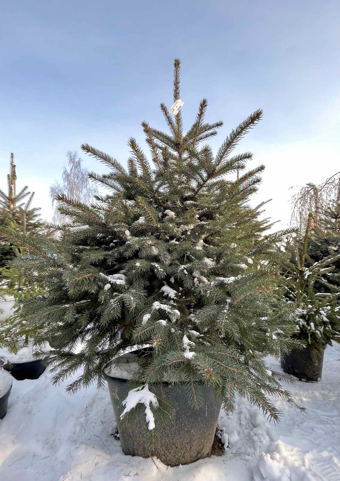 Ель колючая Глаука (Picea pungens Glauca) С35, выс:170-200