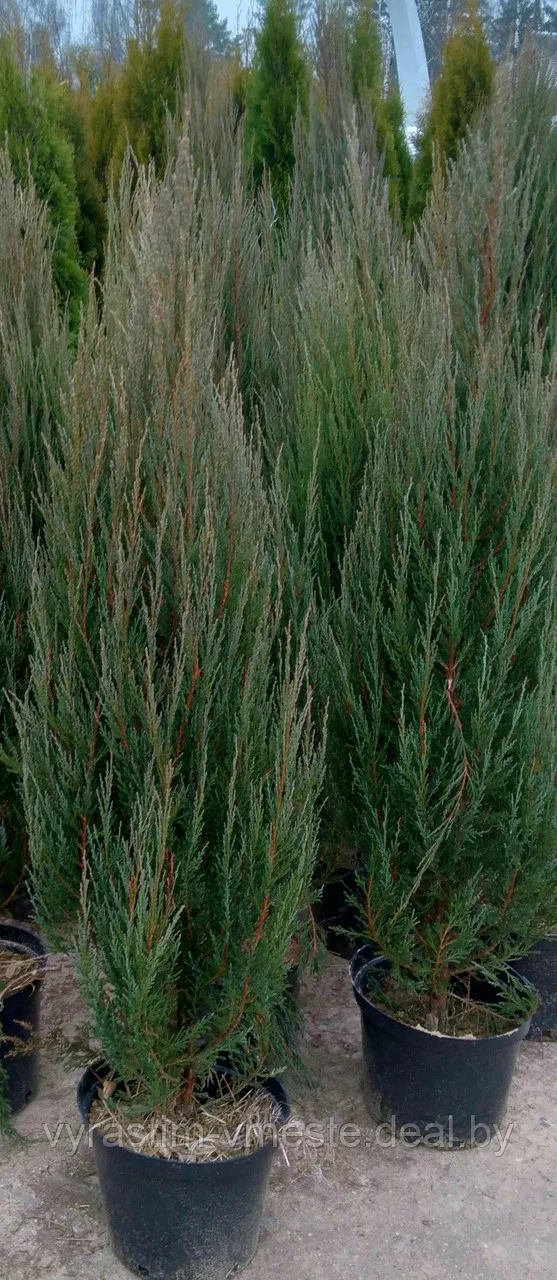 Можжевельник скальный  Блю Аров / Эроу (Juniperus  scopulorum  'Blue  Arrow&rsquo;), 140-160 см