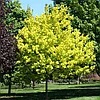 Клен остролистный Принцетон Голд (Acer platanoides Princeton Gold), С20