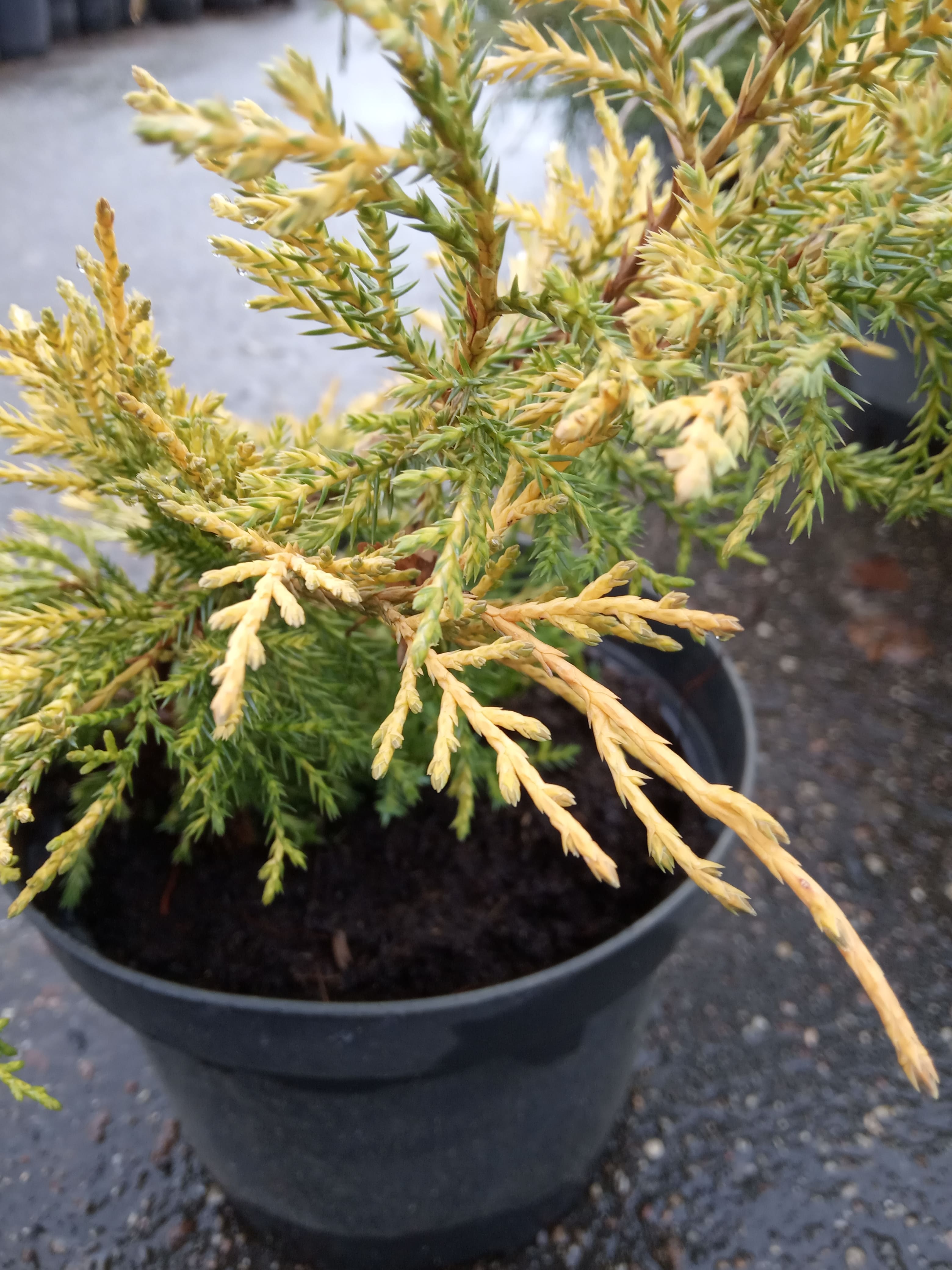 Можжевельник средний Кинг оф Спринг  Juniperus pfitzeriana King of Spring